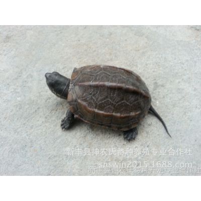 2025年龟类市场走势预测与最新龟价展望