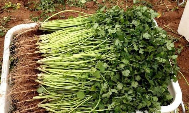 香菜最新行情分析与趋势预测
